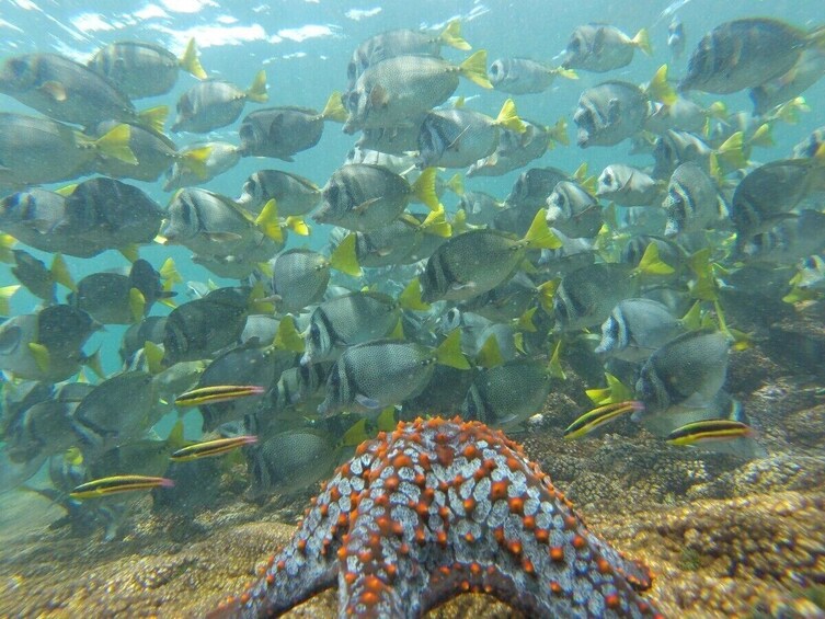 Shore Excursion Premium Family Snorkeling Experience