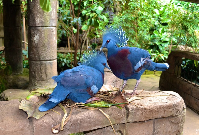 Bird Kingdom Niagara Falls