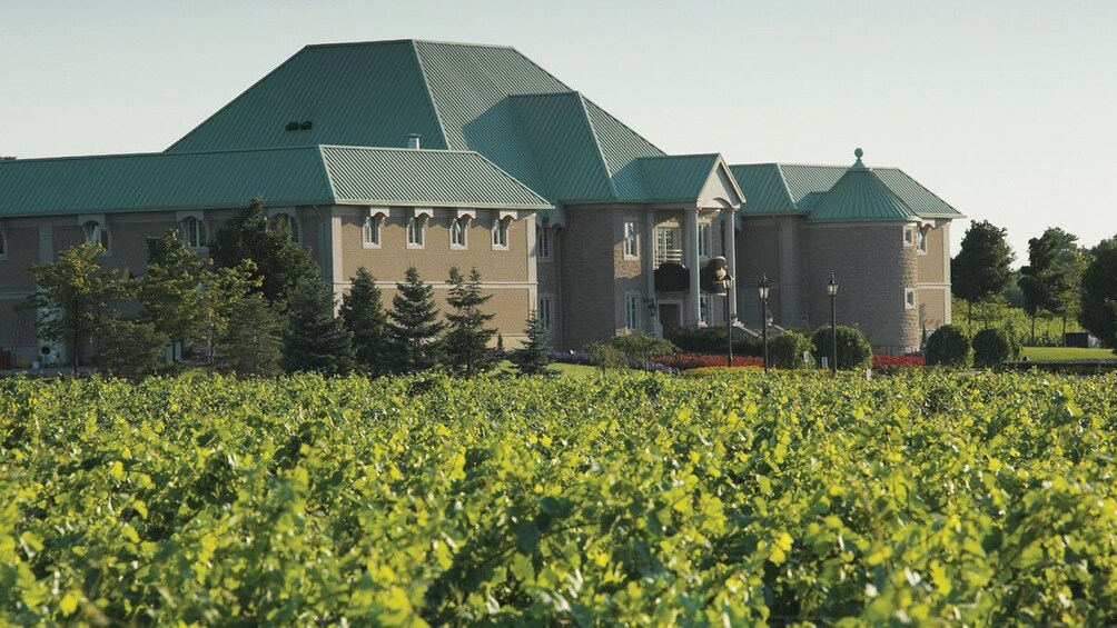 Visiting a vineyard at Niagara Falls