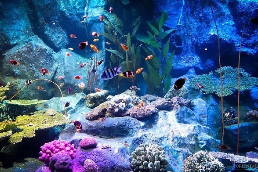 Pattaya Underwater World Admission Tickets