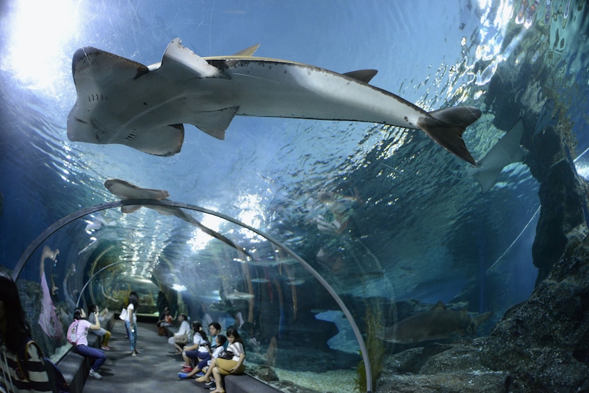 Pattaya Underwater World Admission Tickets