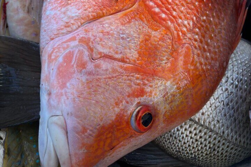 1/2 Day 5 Hour Offshore Fishing Charter