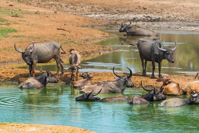 From Ella - Udawalawe Safari & Transfer to Other Locations