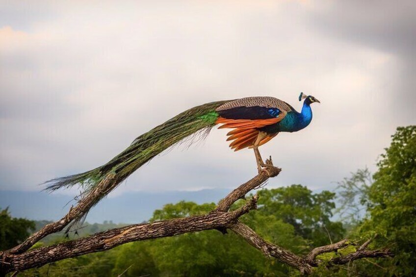 From Ella - Udawalawe Safari & Transfer to Other Locations