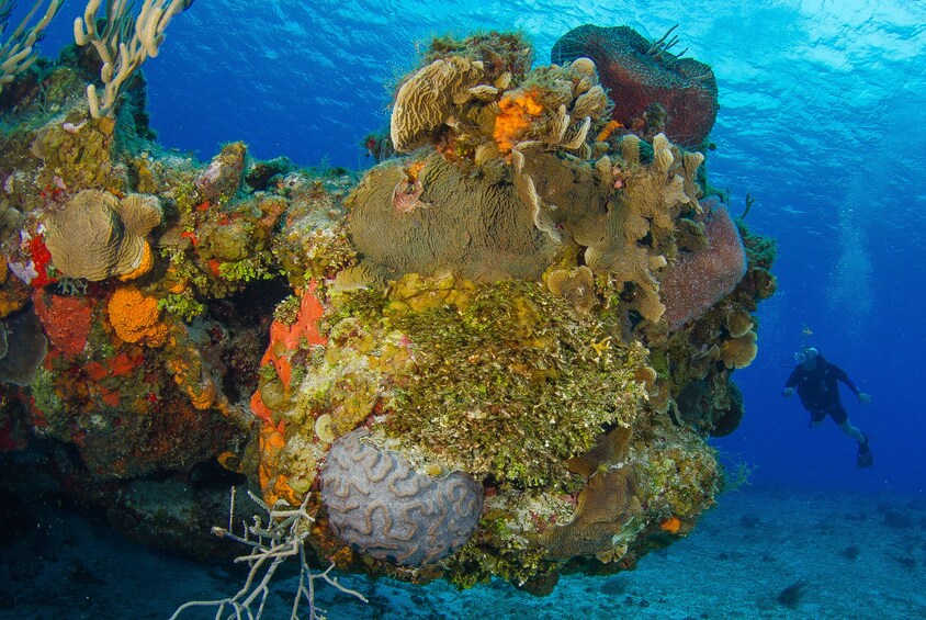 Discover Scuba Diving in Cozumel