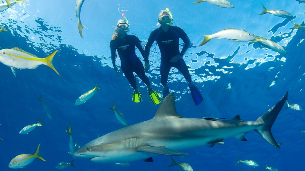 Snorkelers in water with fish and shark in bahamas