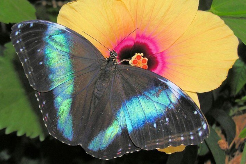 Schmetterlinghaus - Imperial Butterfly House Vienna Admission Ticket