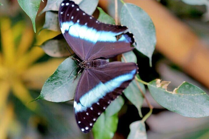 Schmetterlinghaus - Imperial Butterfly House Vienna Admission Ticket