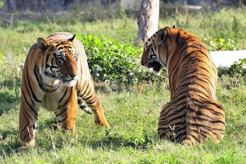 Tiger in Ranthambhore