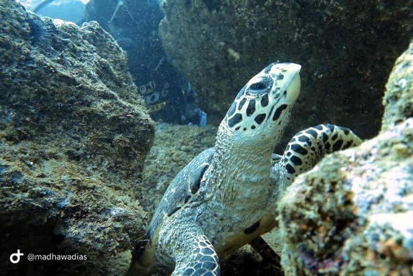 Scuba Diving at Unawatuna