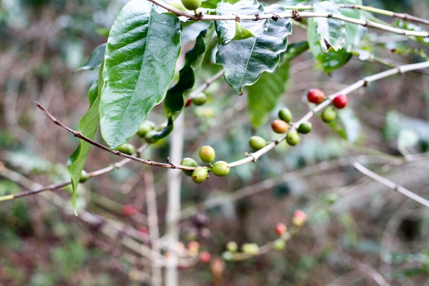 Bob Marley Museum in Kingston & Blue Mountain Coffee Tour