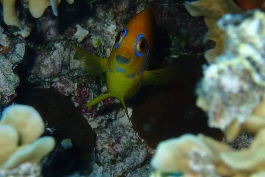 Combo Diving and Snorkeling Half-Day Tour