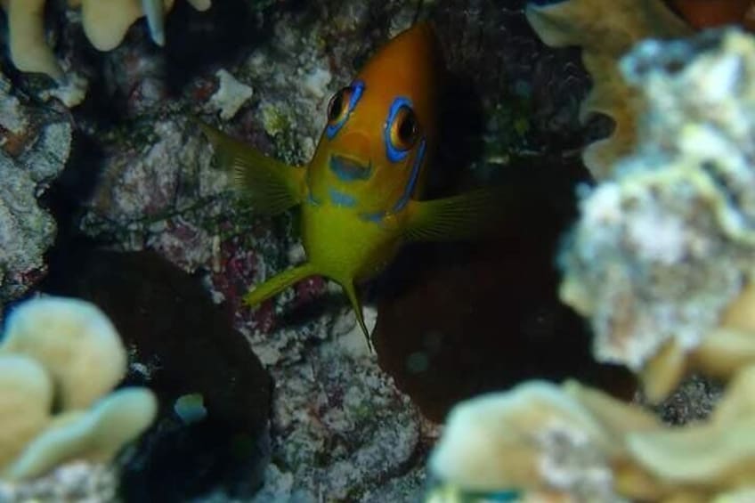 Combo Diving and Snorkeling Half-Day Tour
