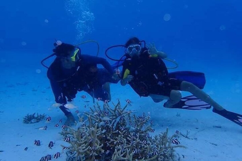 Combo Diving and Snorkeling Half-Day Tour