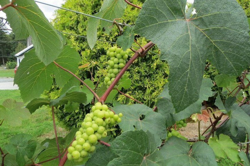 Grapes