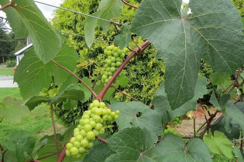 Grapes