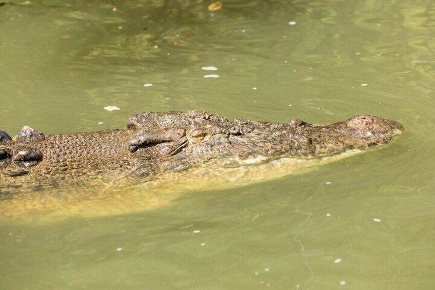 Spot wild crocodiles on the Daintree River Cruise