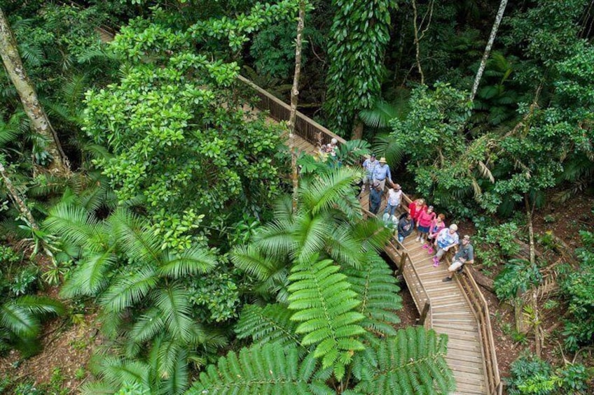 Cape Tribulation Daintree River and Bloomfield Track
