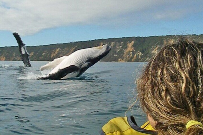 Humpback whale passing by on migration