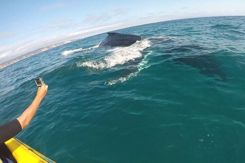 Curious Humpback whale kayaking