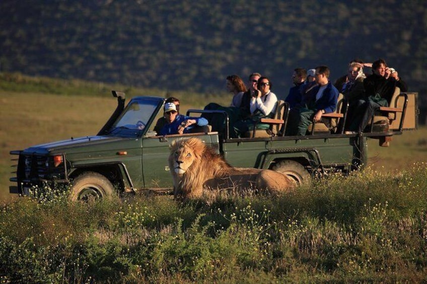 Safari