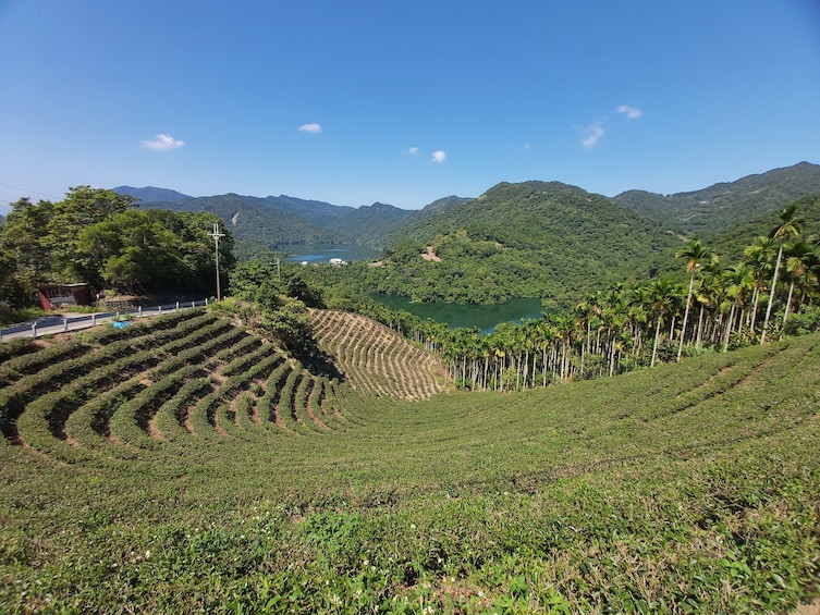 From Taipei: Pinglin Tea Culture & Maokong Day Tour with Gondola Ride