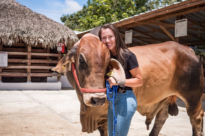 Woman hugging a cow at Xploration Animal Encounters in Punta Cana