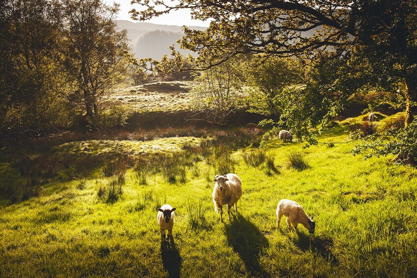 Small-Group Windermere, Lancaster & Lake District Day Tour
