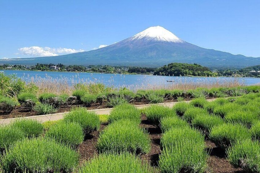 Mt Fuji Hakone cherry blossom Day Tour by Luxury CAR HUMER & BENZ