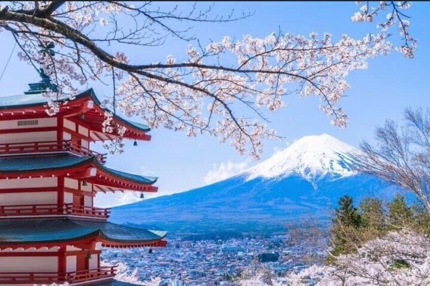 Mt Fuji Hakone cherry blossom Day Tour by Luxury CAR HUMER & BENZ