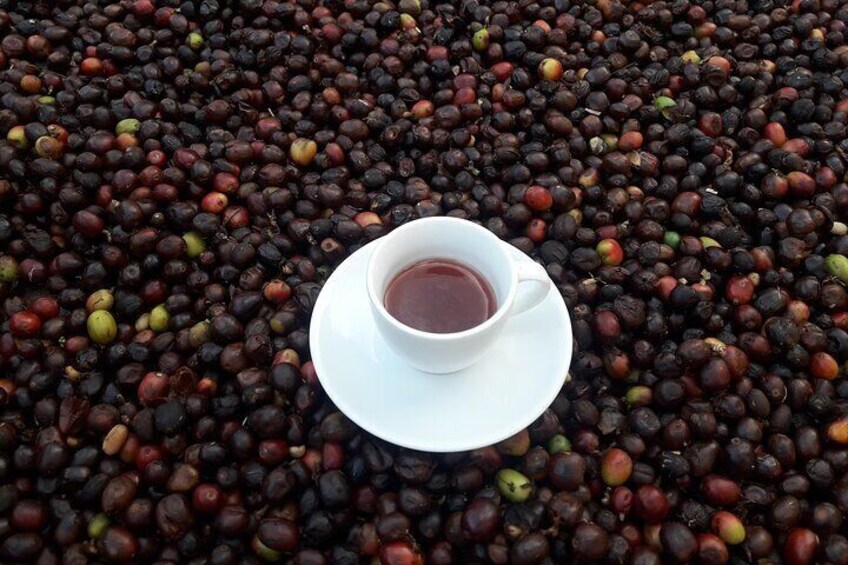 Coffee Tour In Horse Riding and Lunch In Medellin