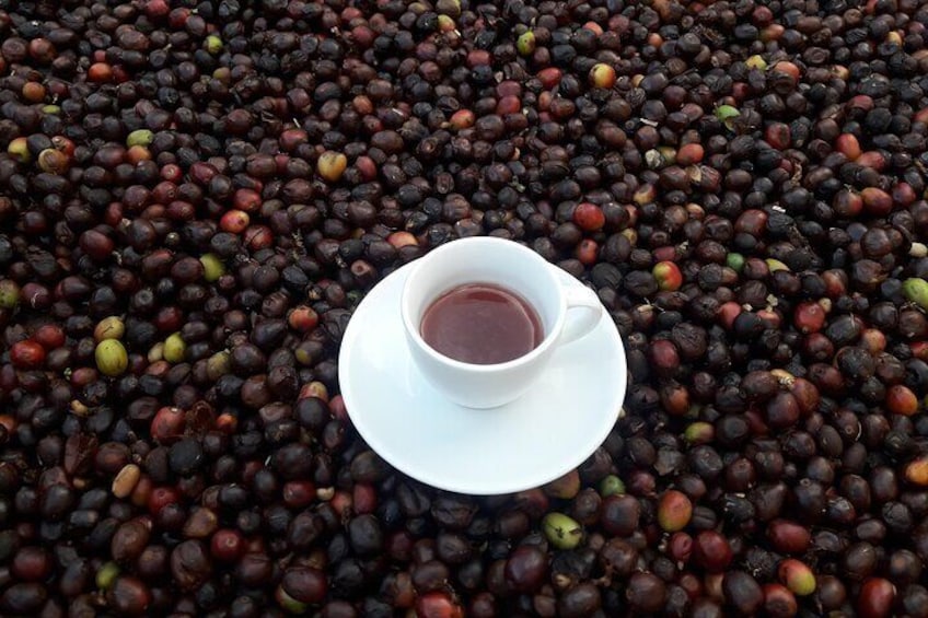 Coffee Tour In Horse Riding and Lunch In Medellin