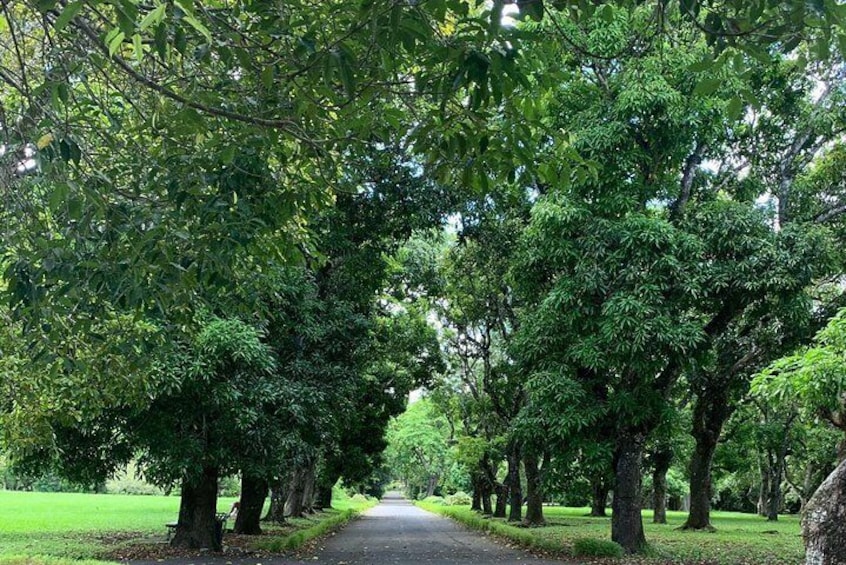 Pamplemousse Garden