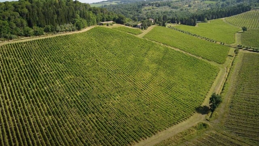 Full-Day Tour of Chianti by Vespa with Lunch from Siena