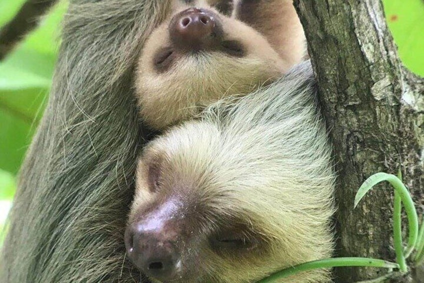 A female Sloth and its baby in the Manuel Antonio National Park
