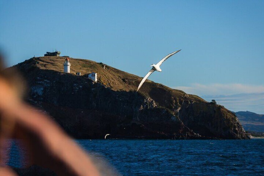Watch as the royal albatross glide and soar.