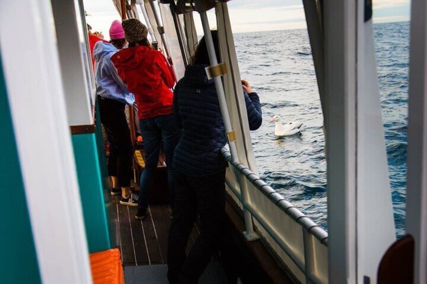 Get up-close and personal with the largest seabird in the world.