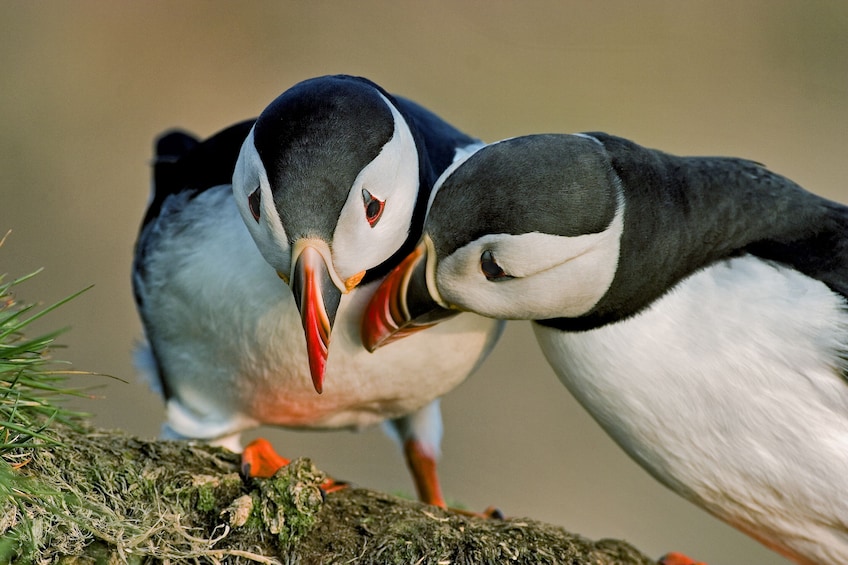 Puffin Watching Boat Tour