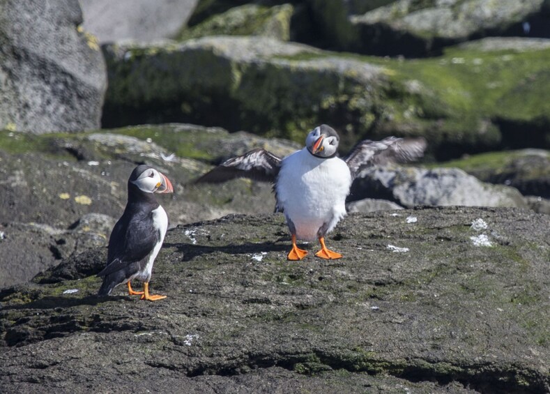 Puffin Watching Boat Tour