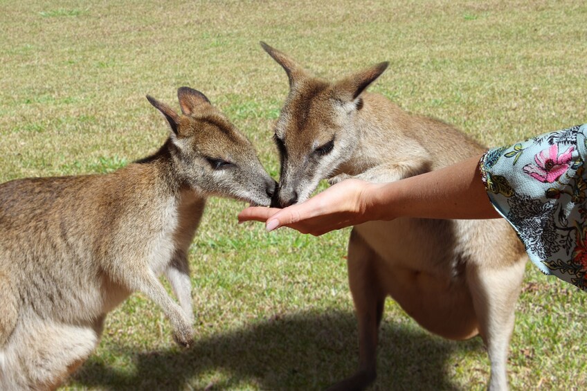 Rainforestation Nature Park & Kuranda Scenic Railway Tour