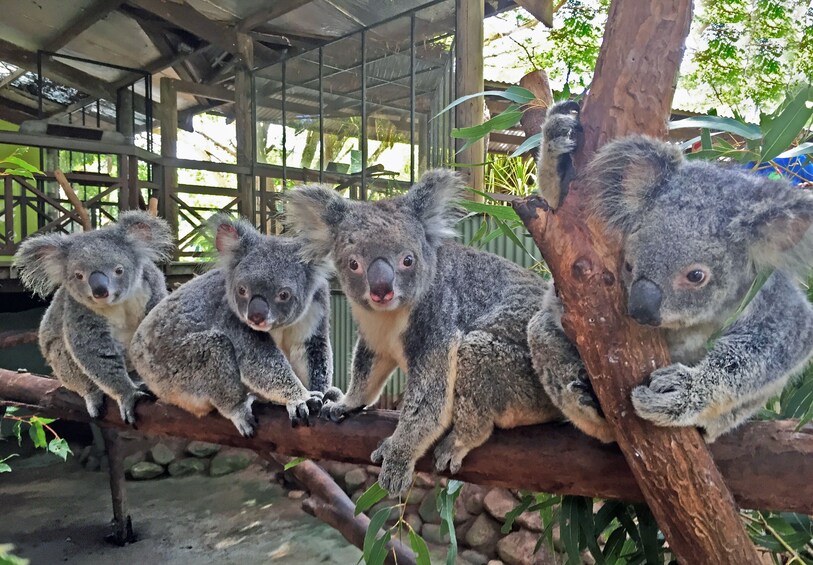 Rainforestation Nature Park & Kuranda Scenic Railway Tour