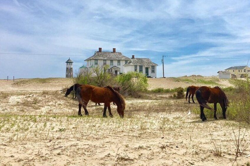 Wild stallions