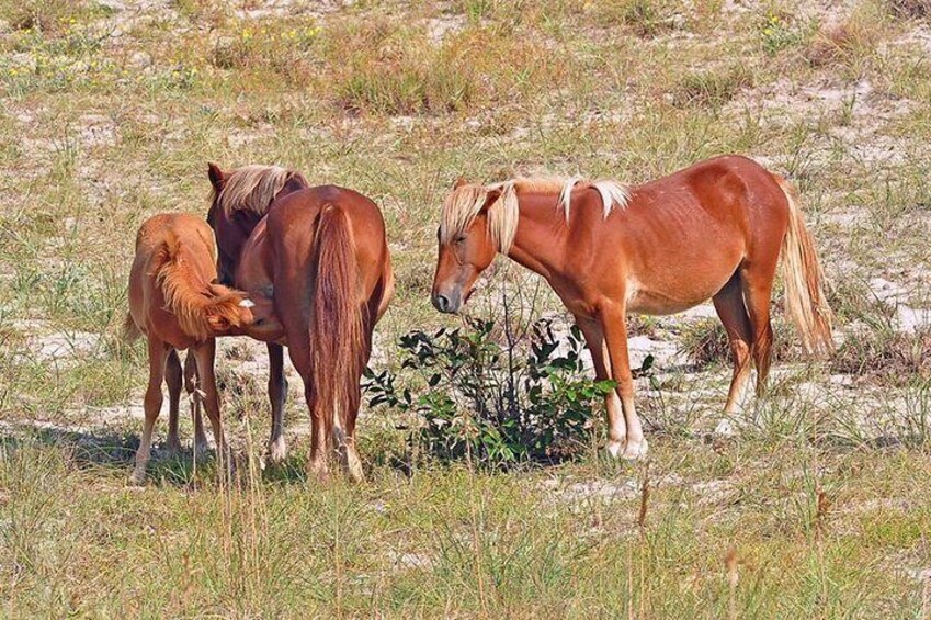 Horses running free 