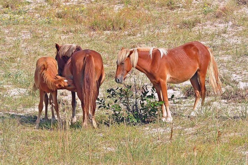 Horses running free