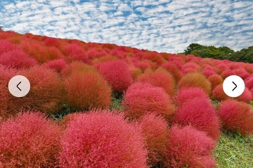TOKYO,ASHIKAGA FLOWER PARK, KamaKura, Hitachi SEASIDE TOUR by Car