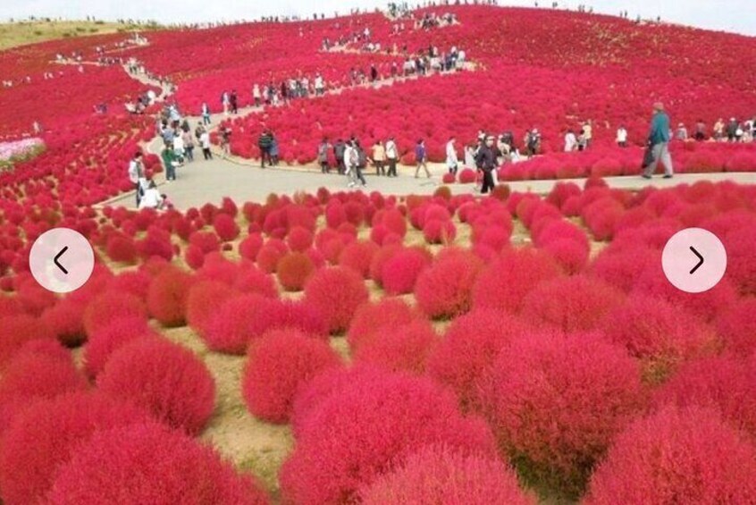 TOKYO,ASHIKAGA FLOWER PARK, KamaKura, Hitachi SEASIDE TOUR by Car