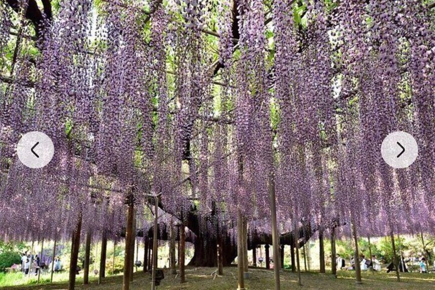 TOKYO,ASHIKAGA FLOWER PARK, KamaKura, Hitachi SEASIDE TOUR by Car