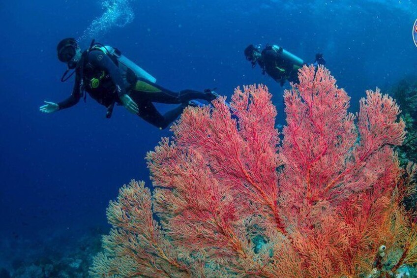 Easy Fun Scuba Dive in El Nido