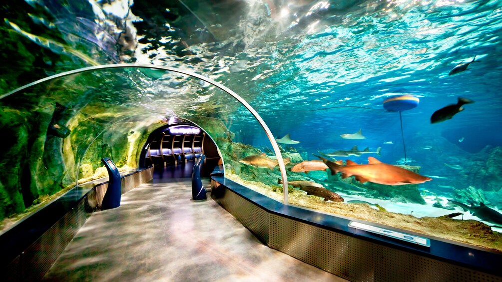 Aquarium at the Istanbul Aquarium Theme Park 
