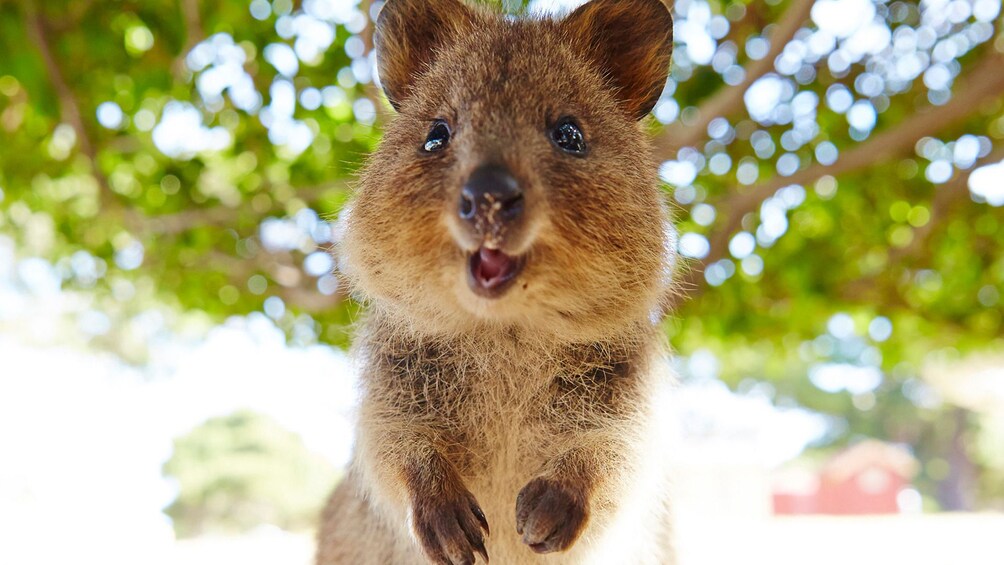 Rottnest Island Day Trip by Bike from Perth & Fremantle